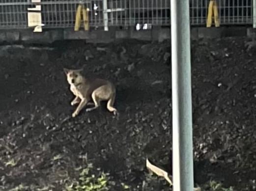 目撃された犬 目撃された犬