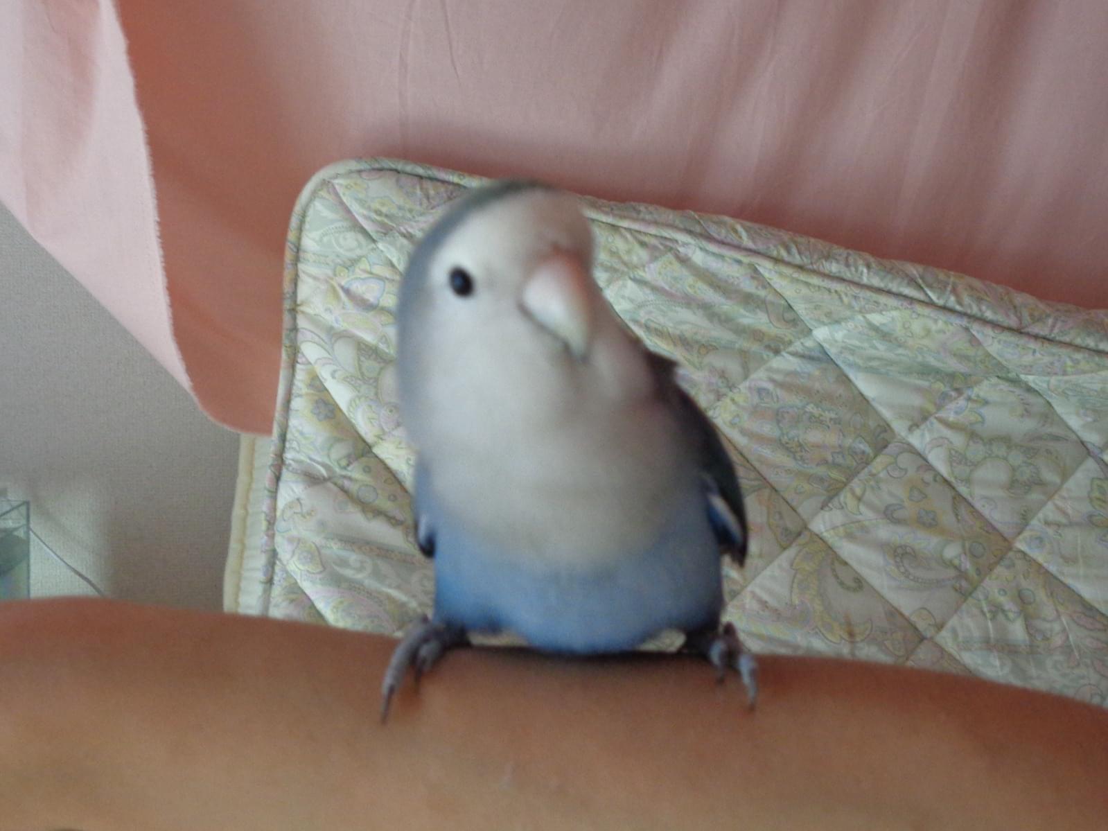 さくらちゃん