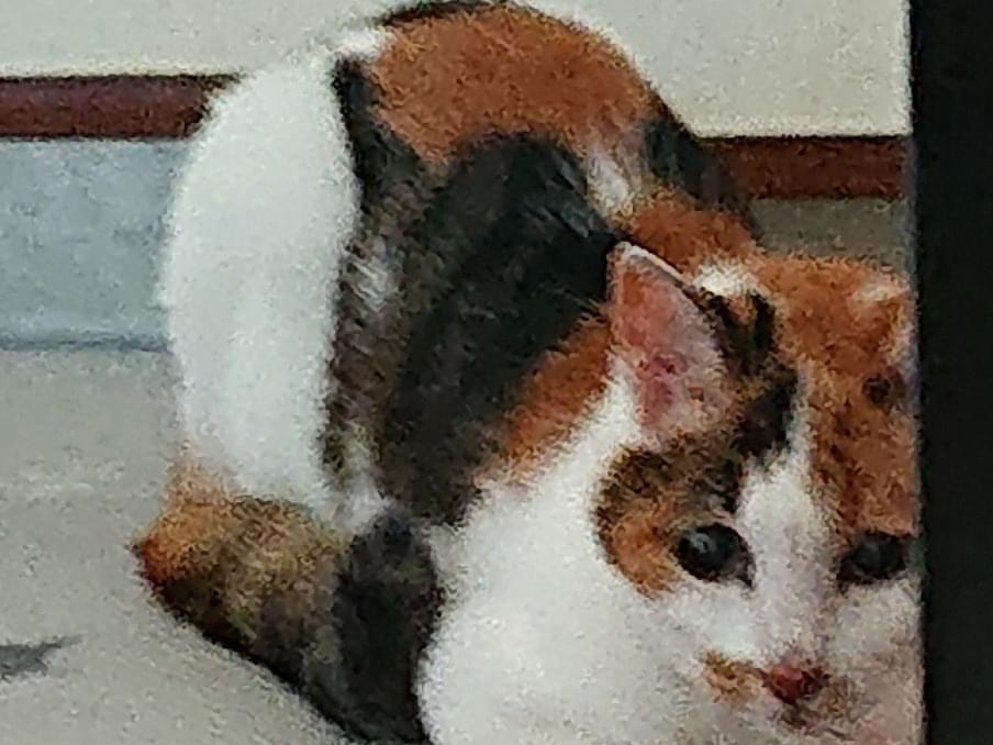 ヒメちゃん ヒメちゃん