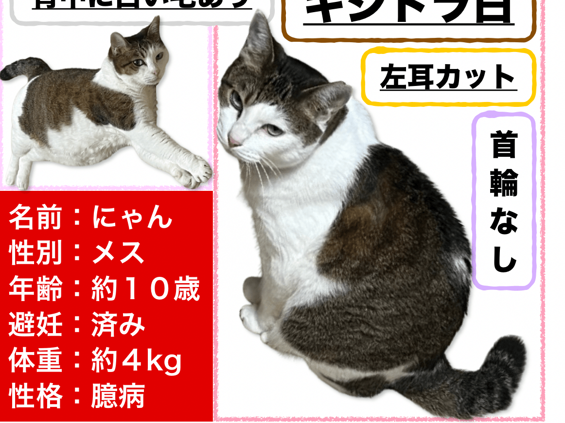 にゃんちゃん にゃんちゃん