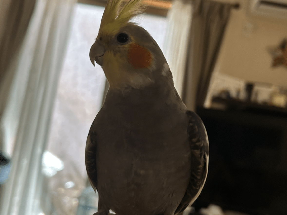 ネルちゃん ネルちゃん