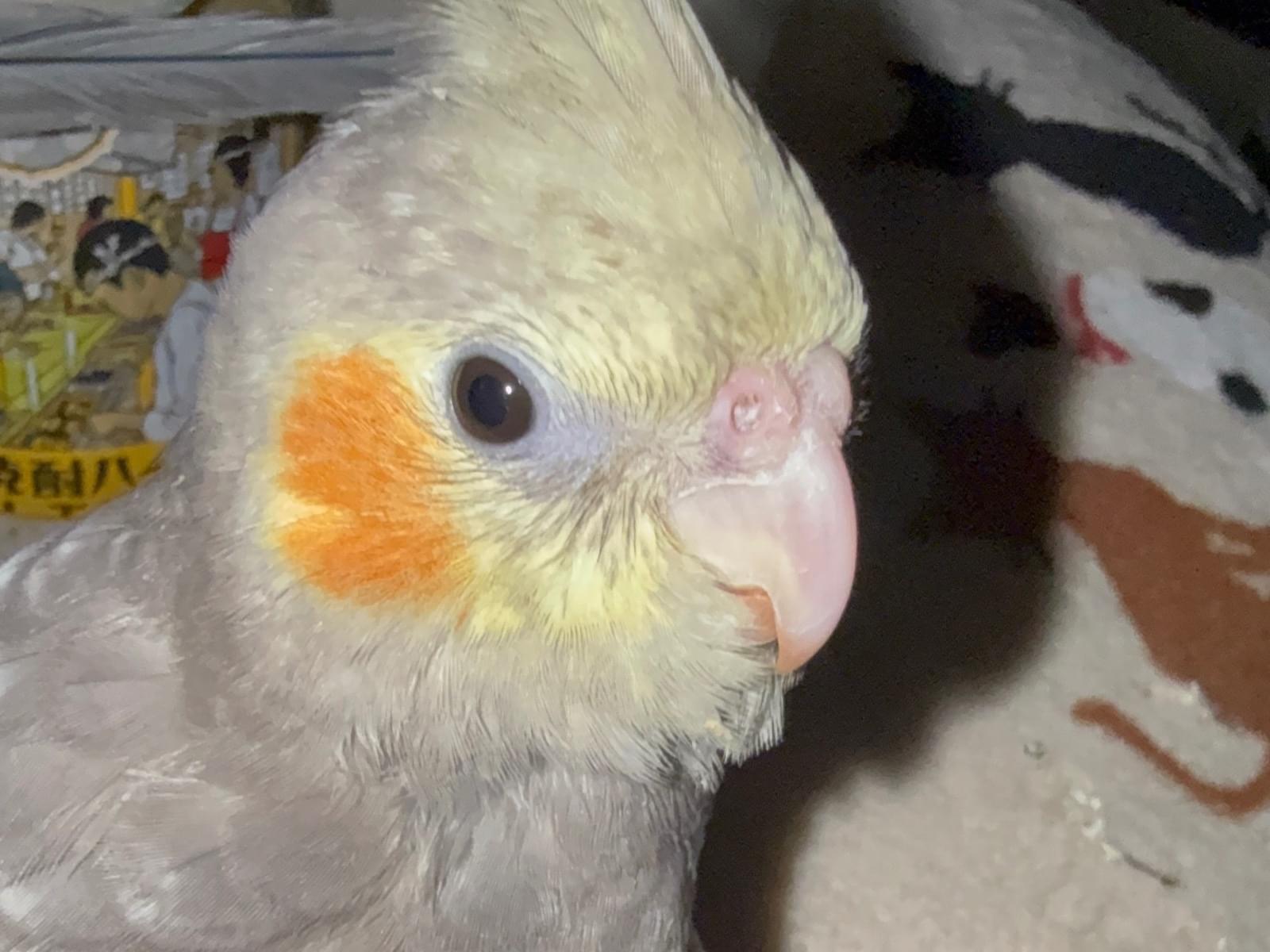 オカメインコちゃん オカメインコちゃん