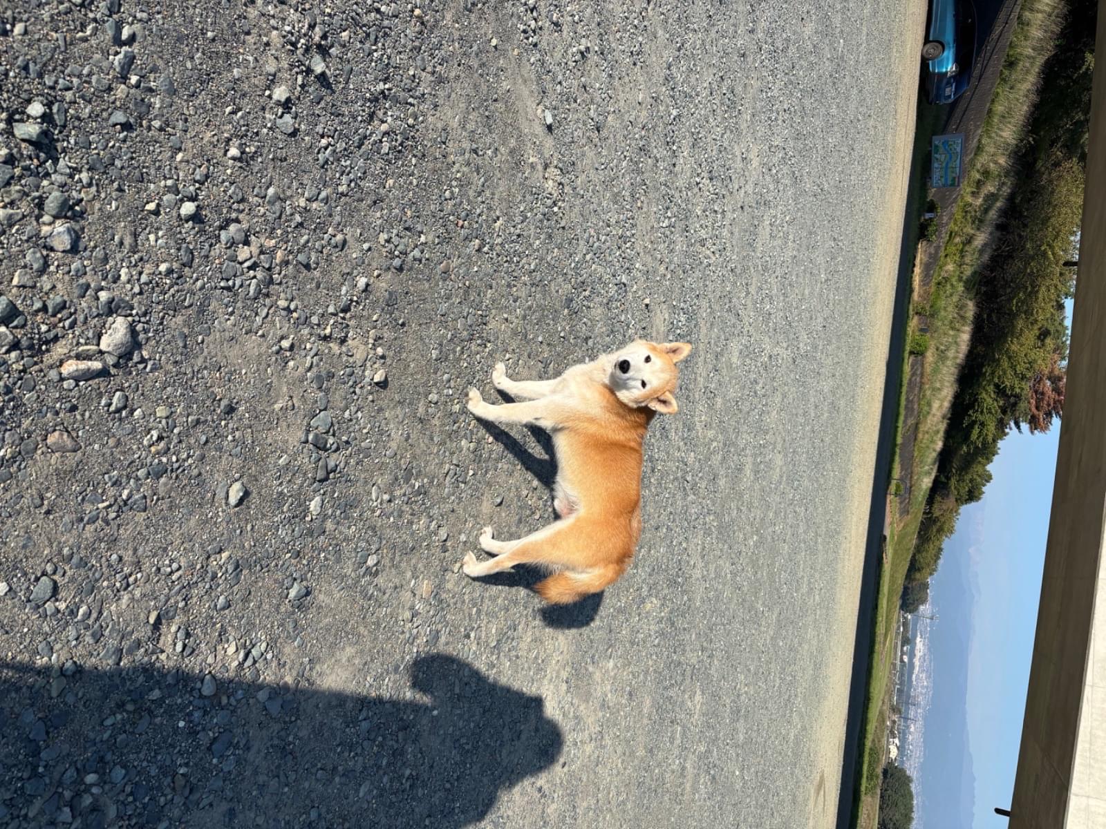 目撃された犬 目撃された犬