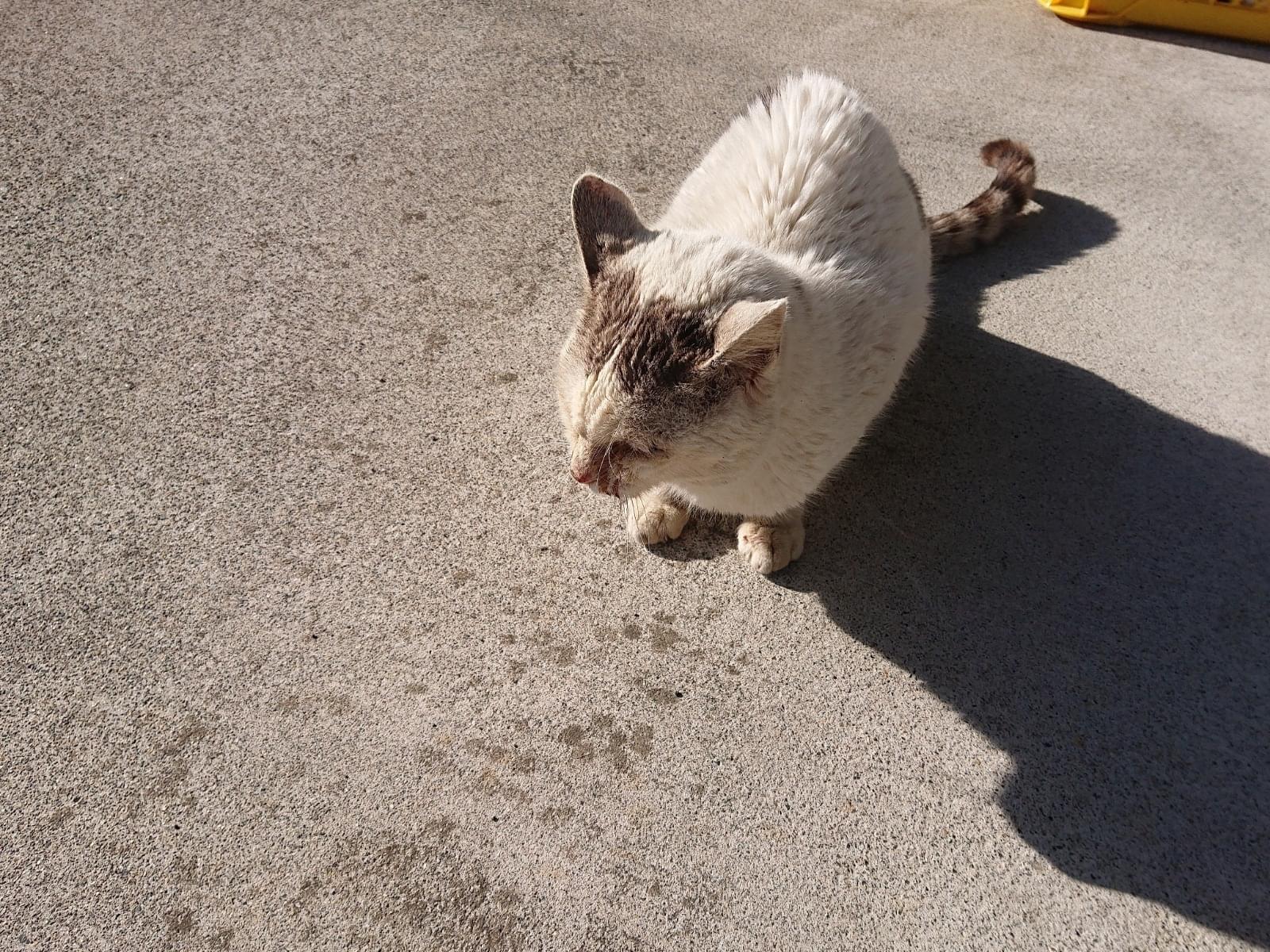 目撃された猫 目撃された猫
