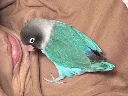 ピッピちゃん ピッピちゃん