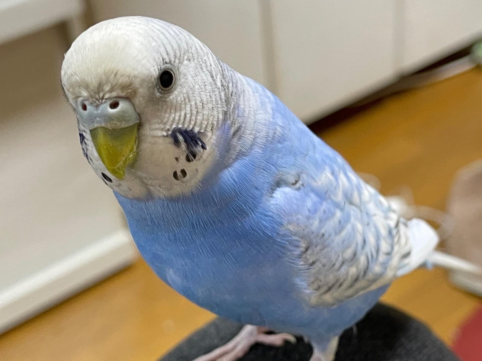 保護された鳥 保護された鳥