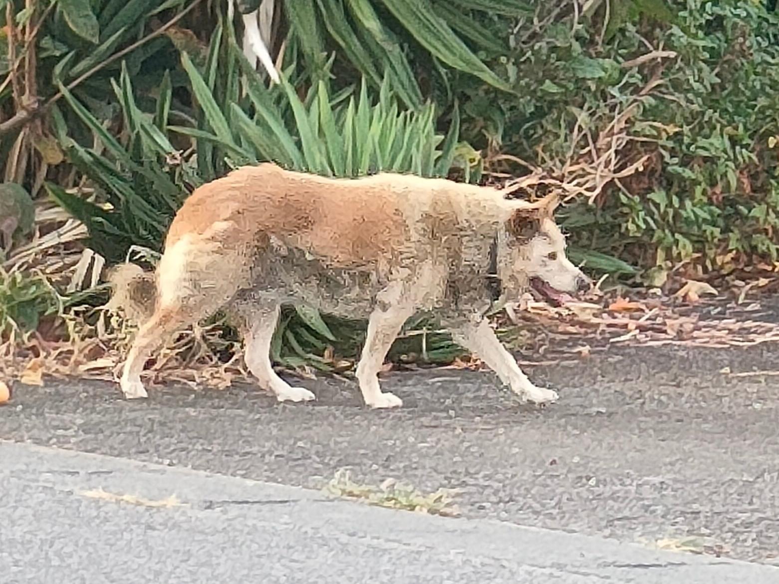 目撃された犬 目撃された犬