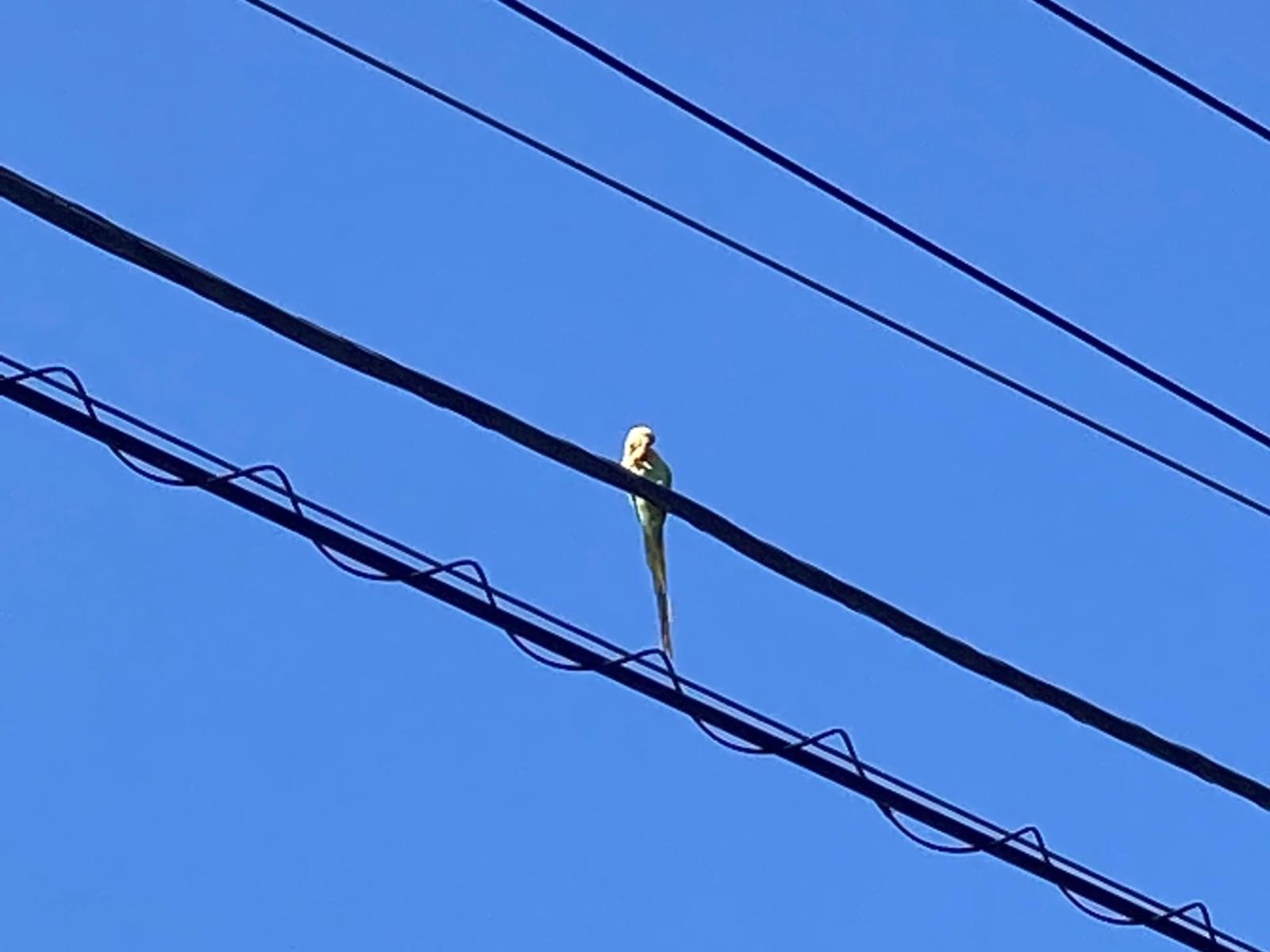 目撃された鳥 目撃された鳥