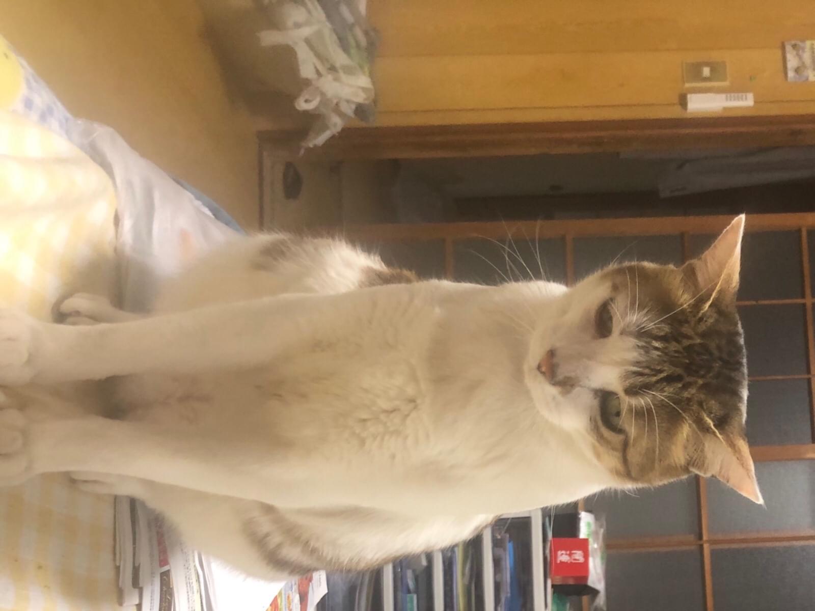 ピーすけちゃん ピーすけちゃん