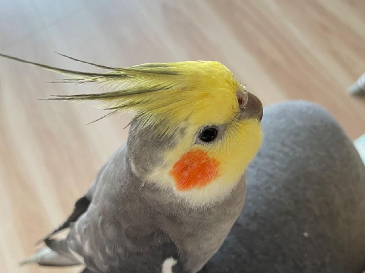 ふんふんちゃん ふんふんちゃん