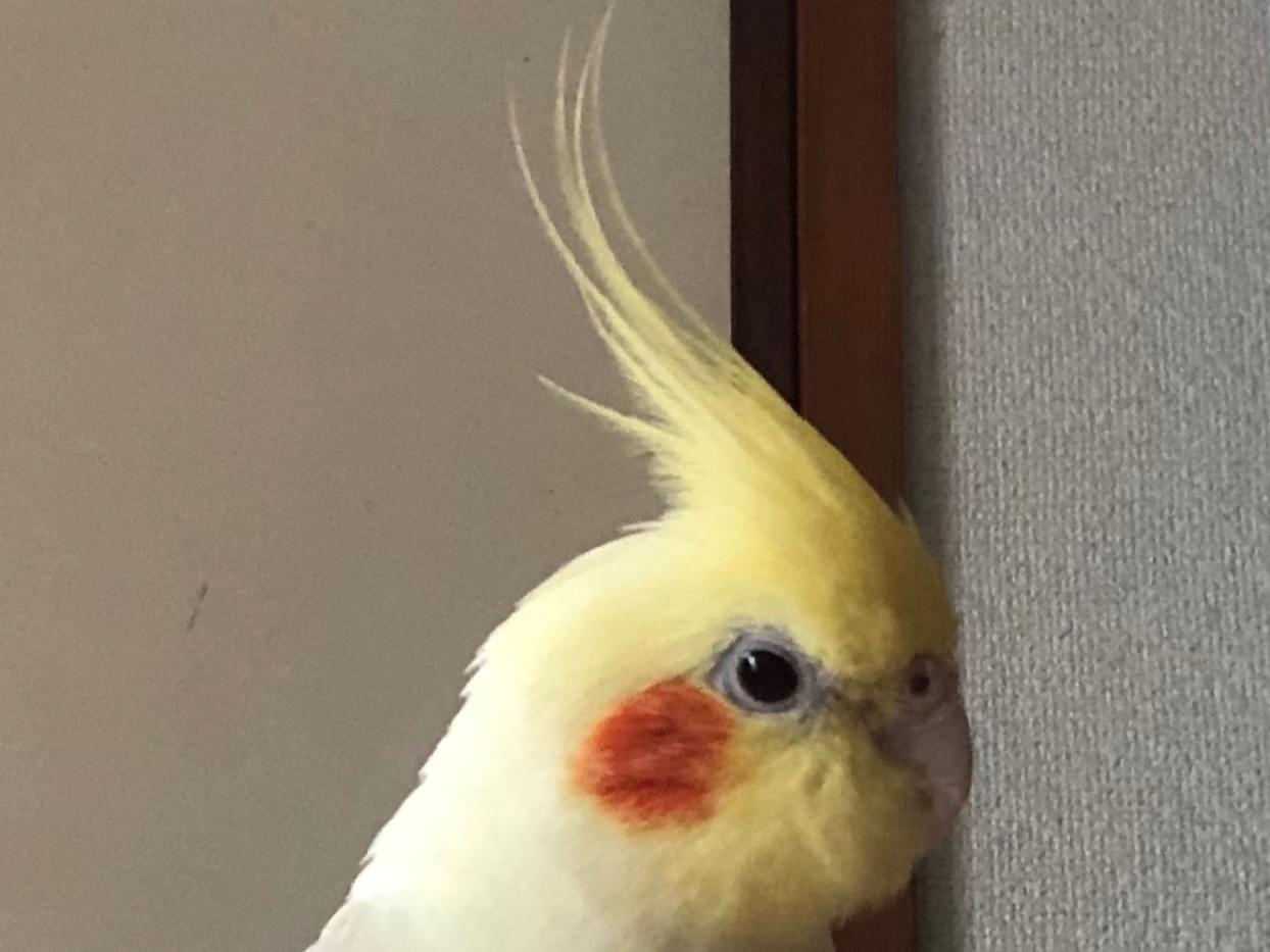 シュリちゃん シュリちゃん