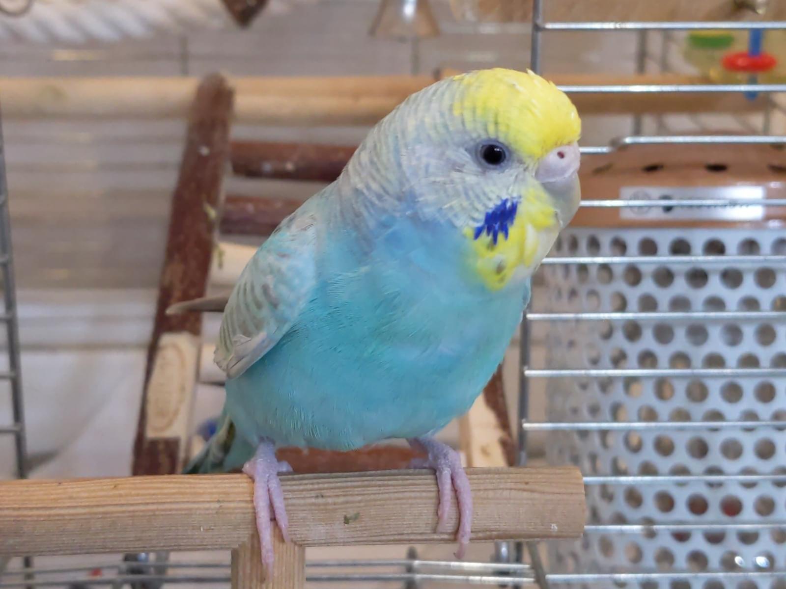 ふくちゃん ふくちゃん