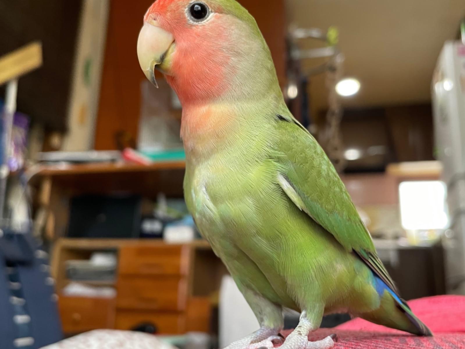 ルンルンちゃん ルンルンちゃん