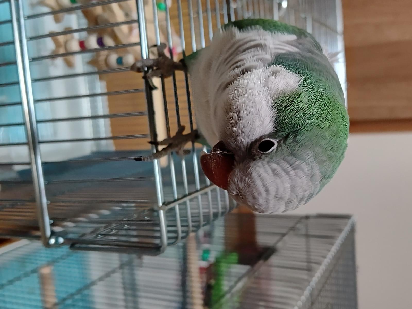 らいむちゃん らいむちゃん