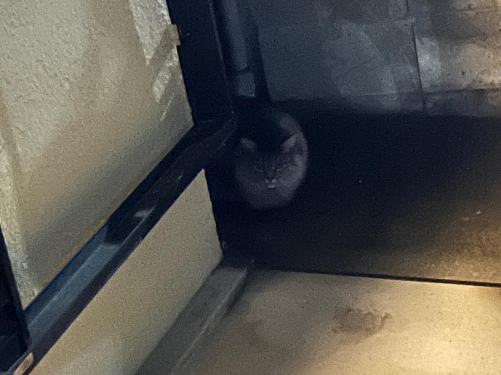 目撃された猫 目撃された猫