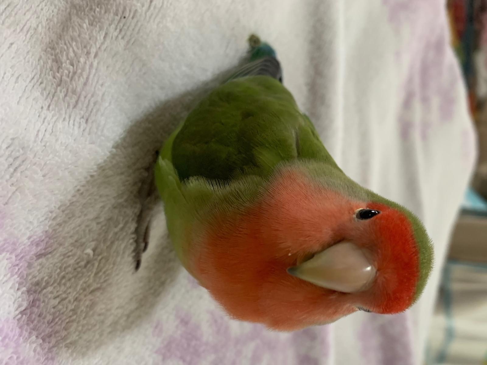 ヨモギちゃん