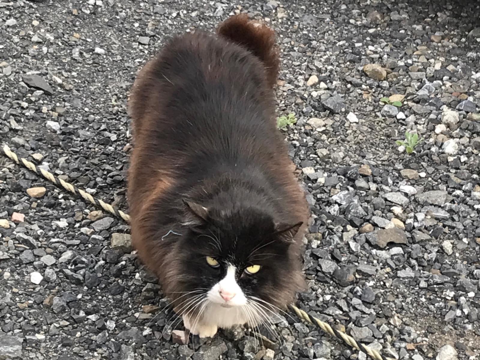 目撃された猫 目撃された猫