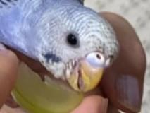 ニコちゃん ニコちゃん