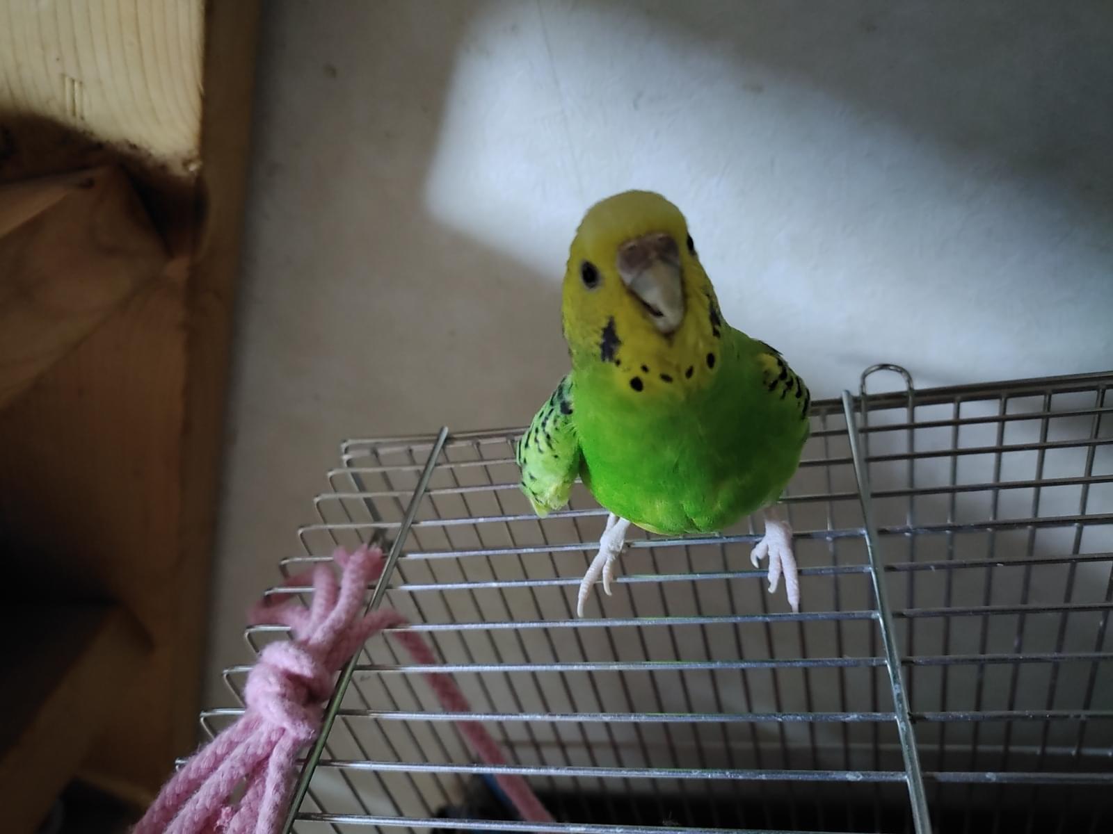 ぴよひこちゃん ぴよひこちゃん