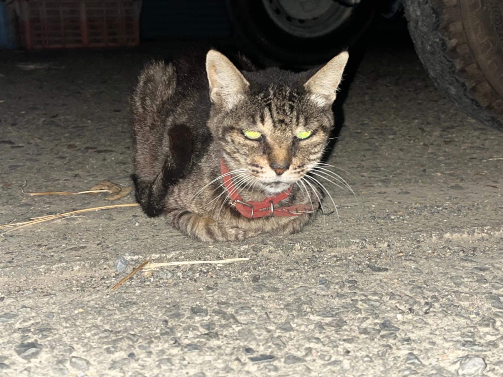 目撃された猫 目撃された猫