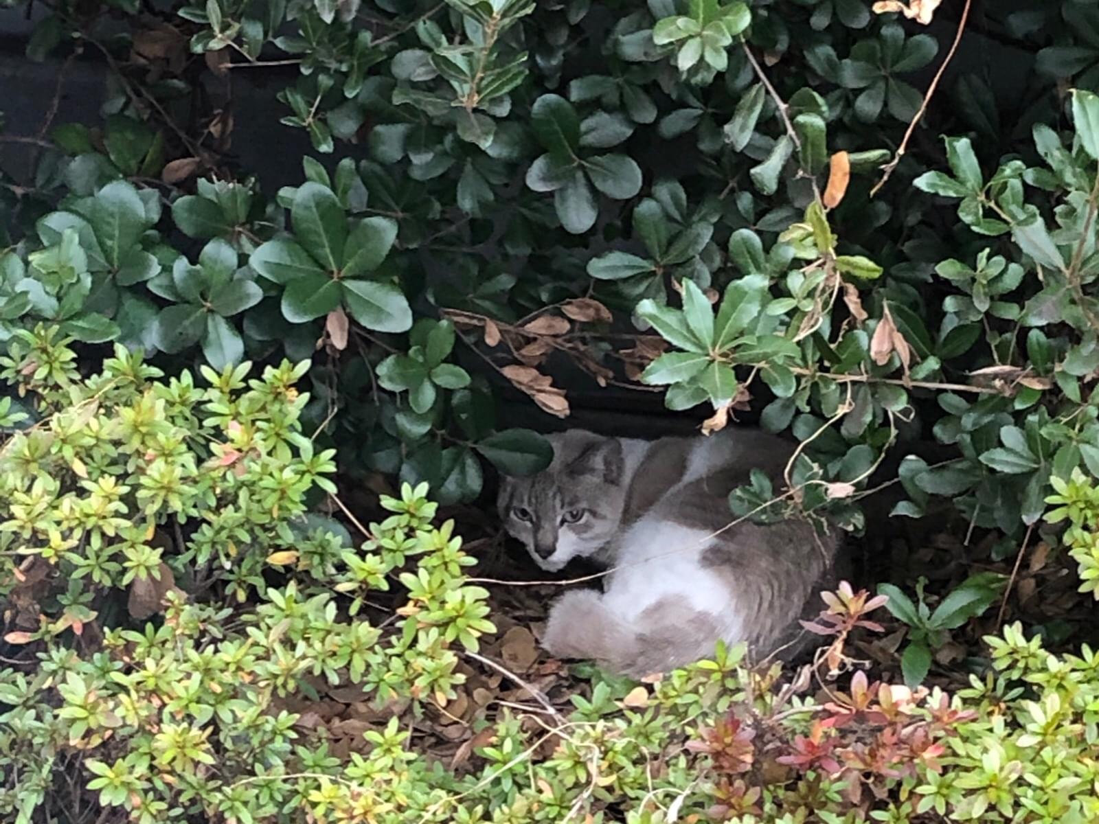 目撃された猫 目撃された猫