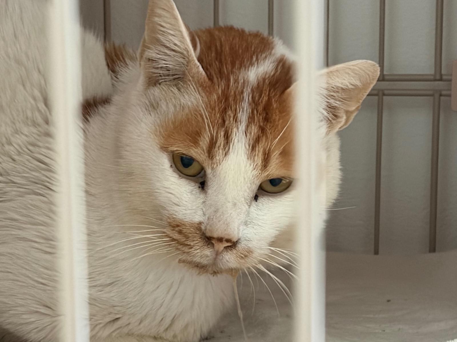 保護された猫 保護された猫