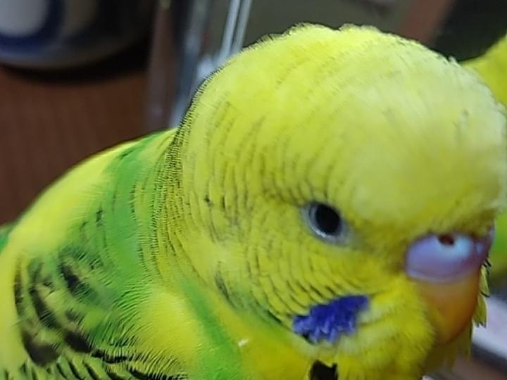 ぴーたんちゃん ぴーたんちゃん