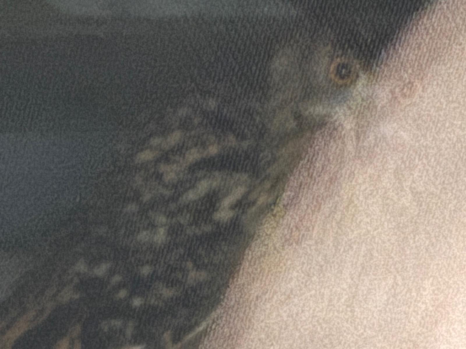 目撃された鳥 目撃された鳥