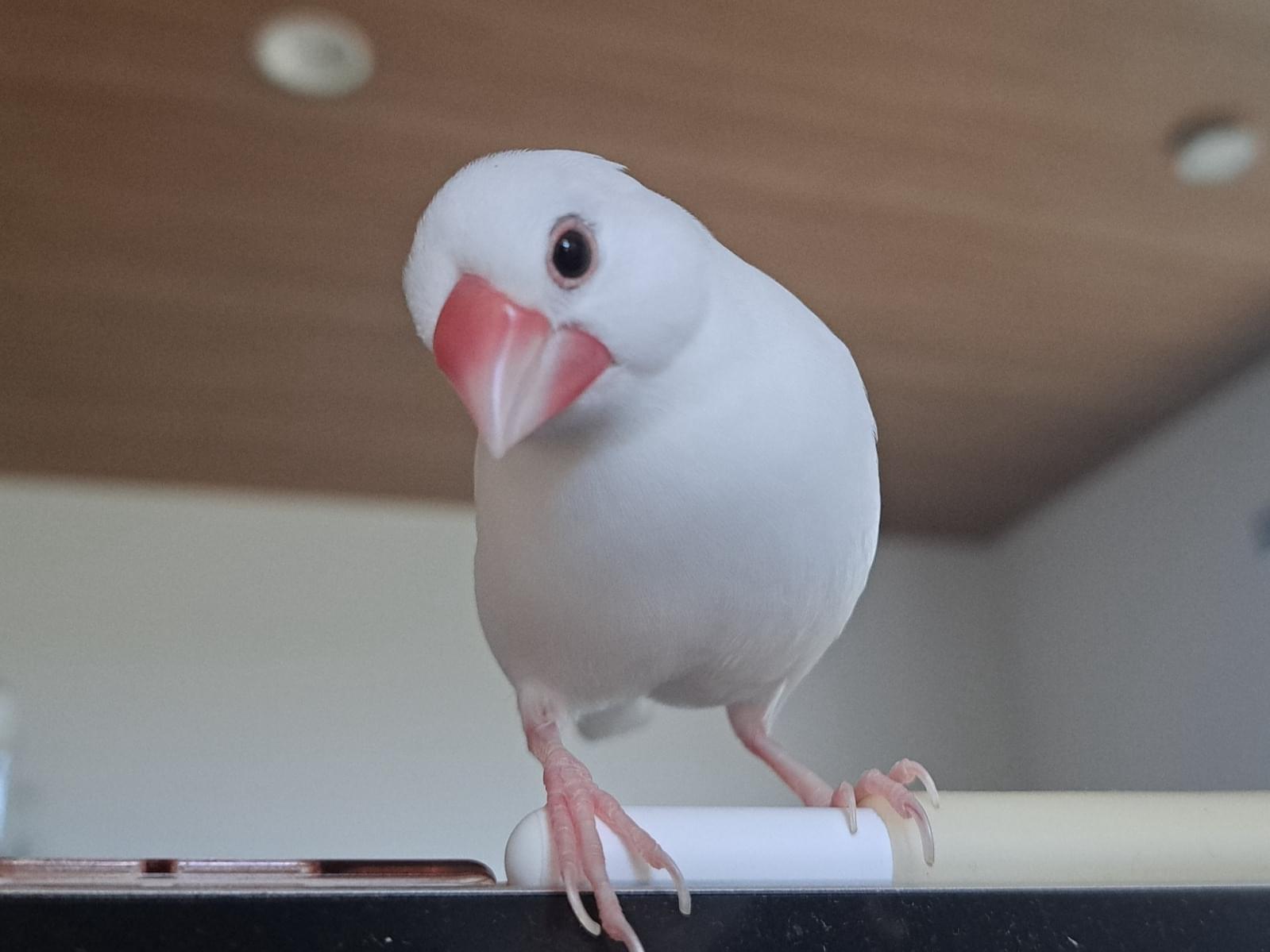 ニギちゃん ニギちゃん