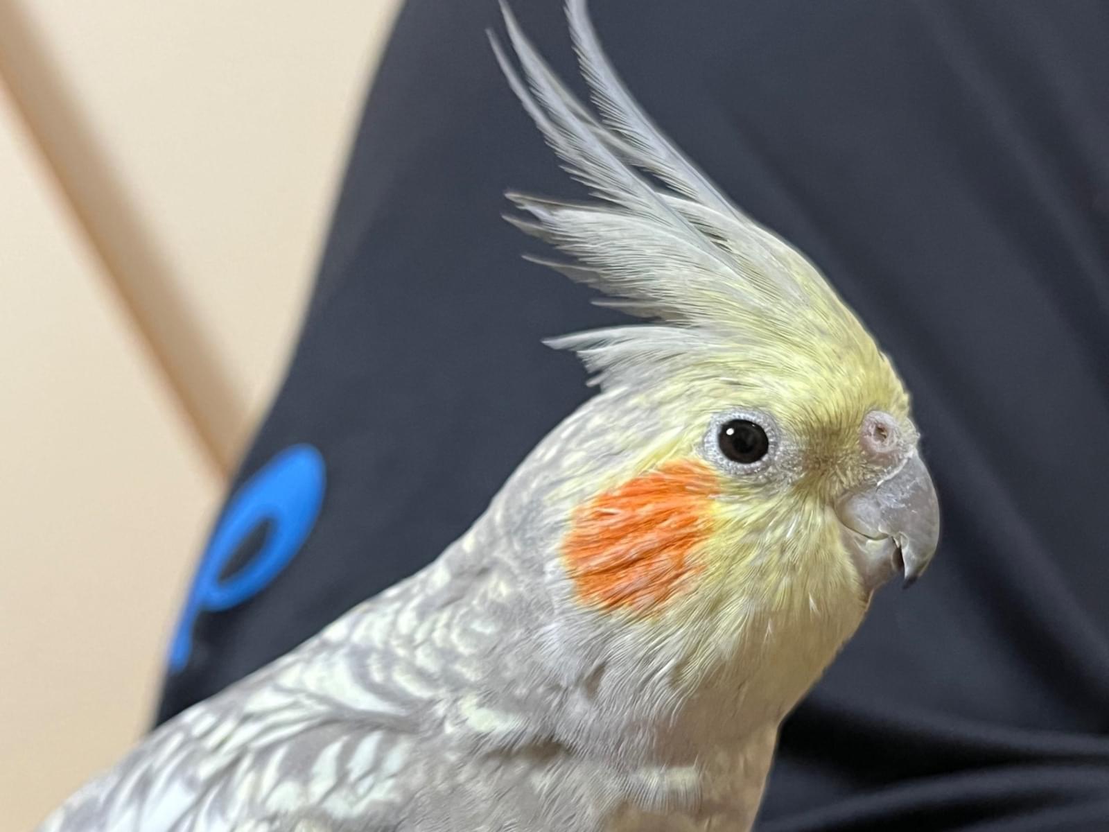 かんちゃん かんちゃん