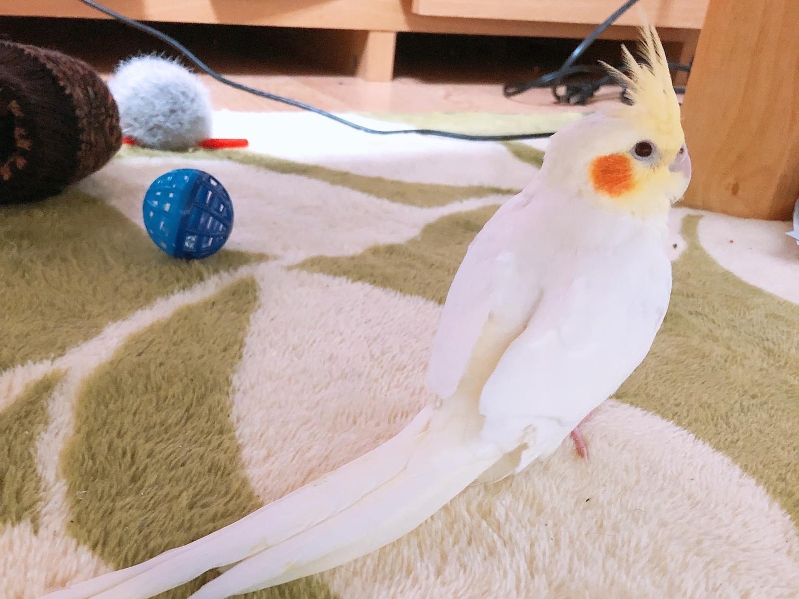 しらたまちゃん しらたまちゃん