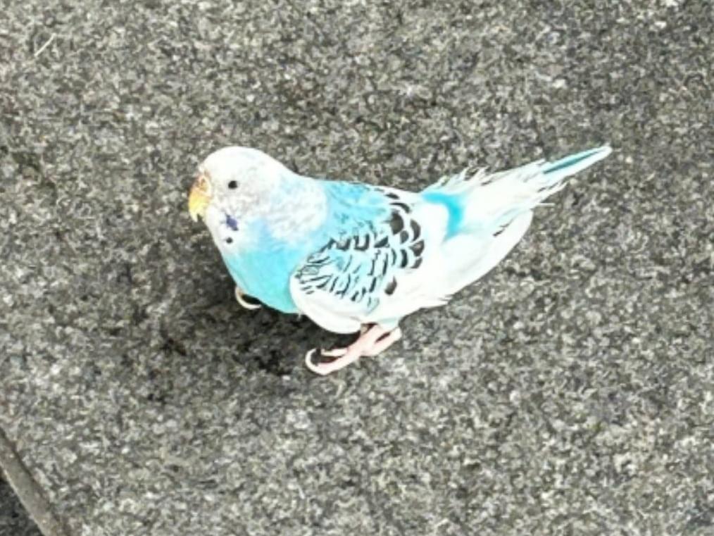 目撃された鳥 目撃された鳥