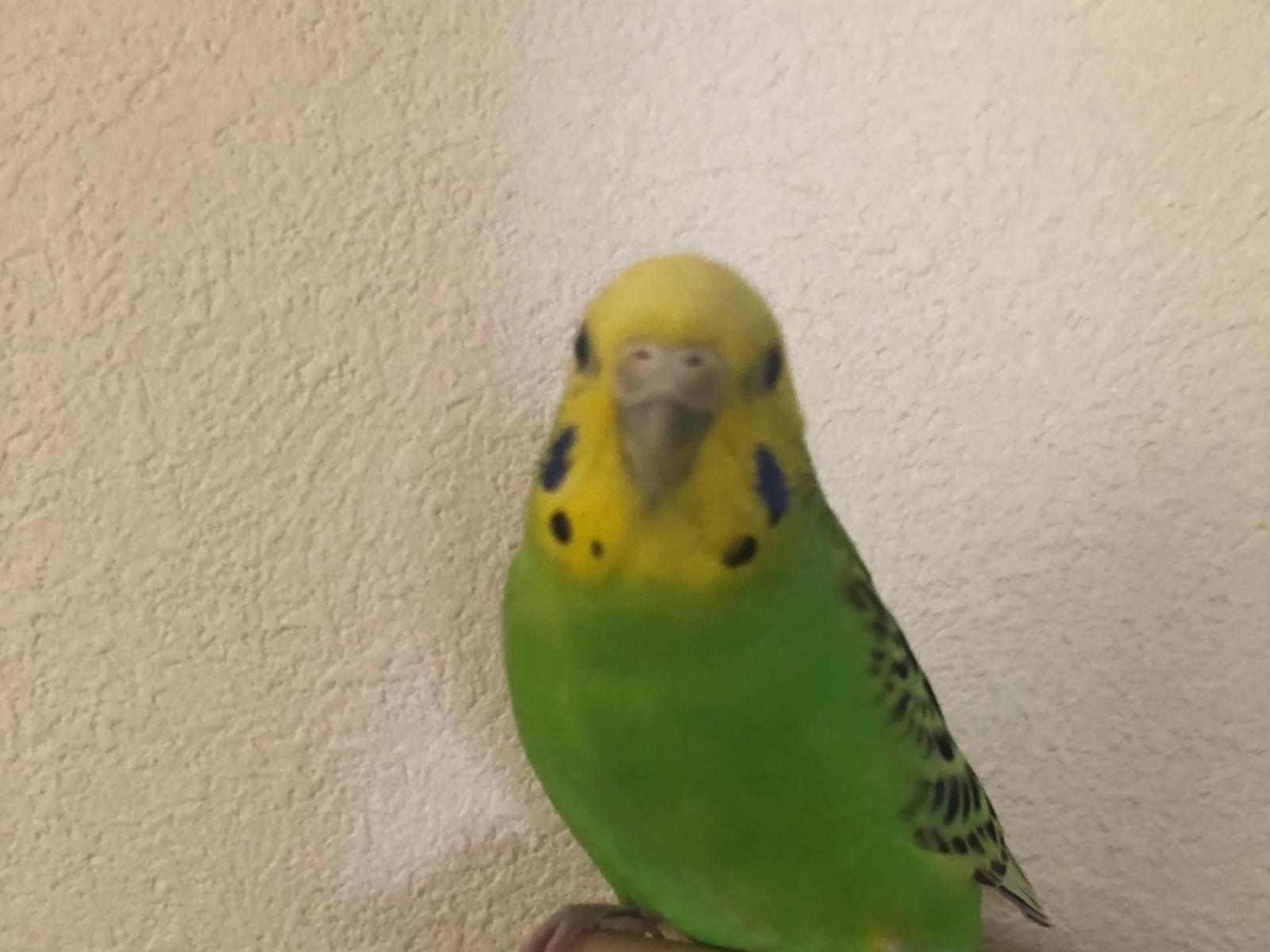 ぴーちゃん ぴーちゃん