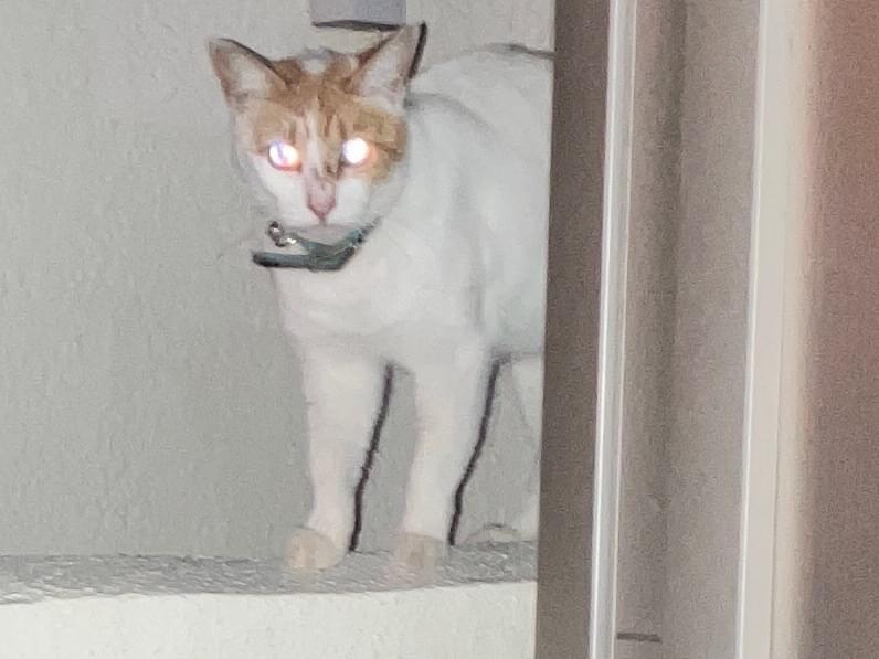 目撃された猫 目撃された猫