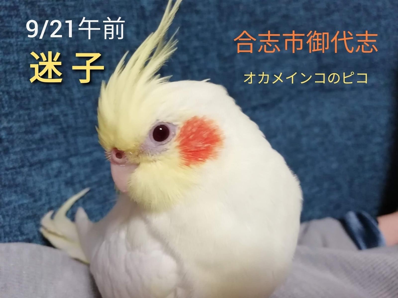 ピコちゃん ピコちゃん