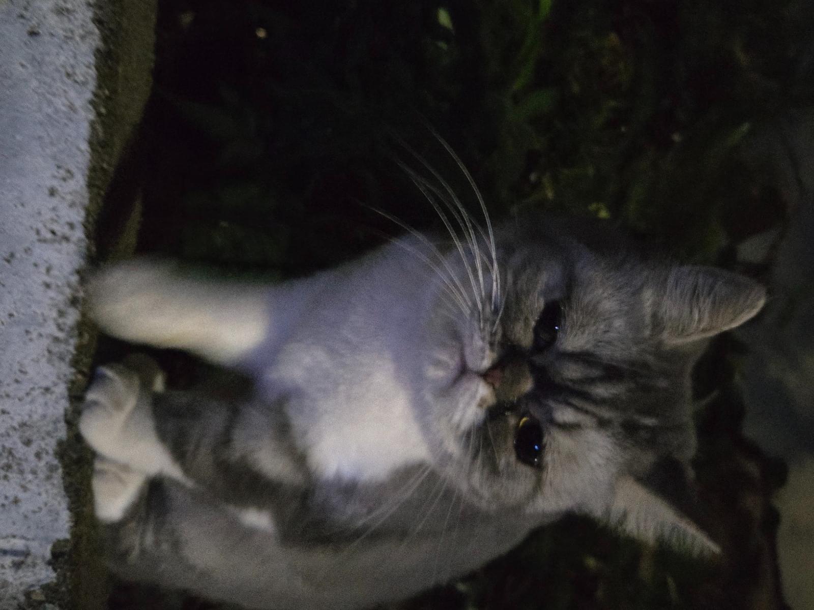 目撃された猫 目撃された猫