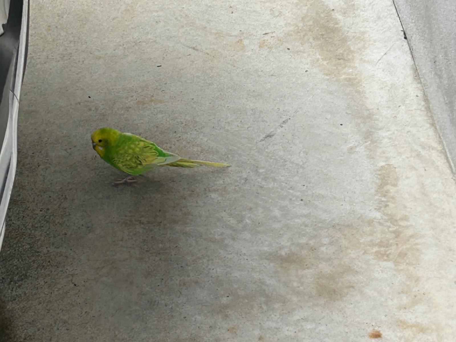 目撃された鳥 目撃された鳥