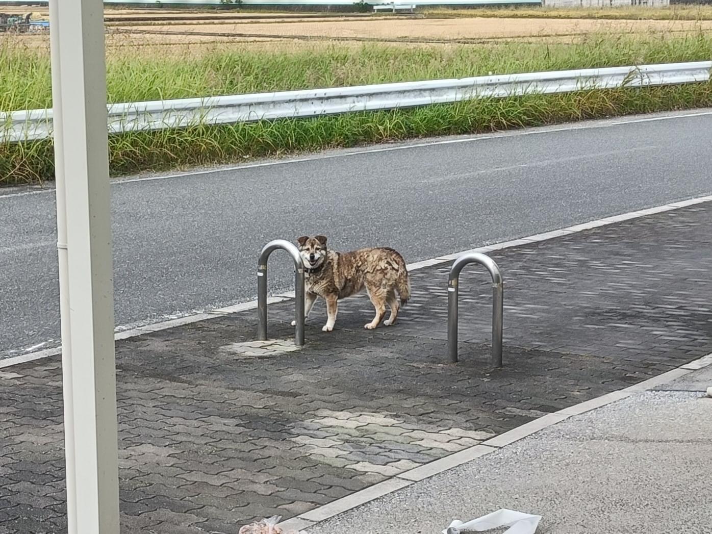 目撃された犬