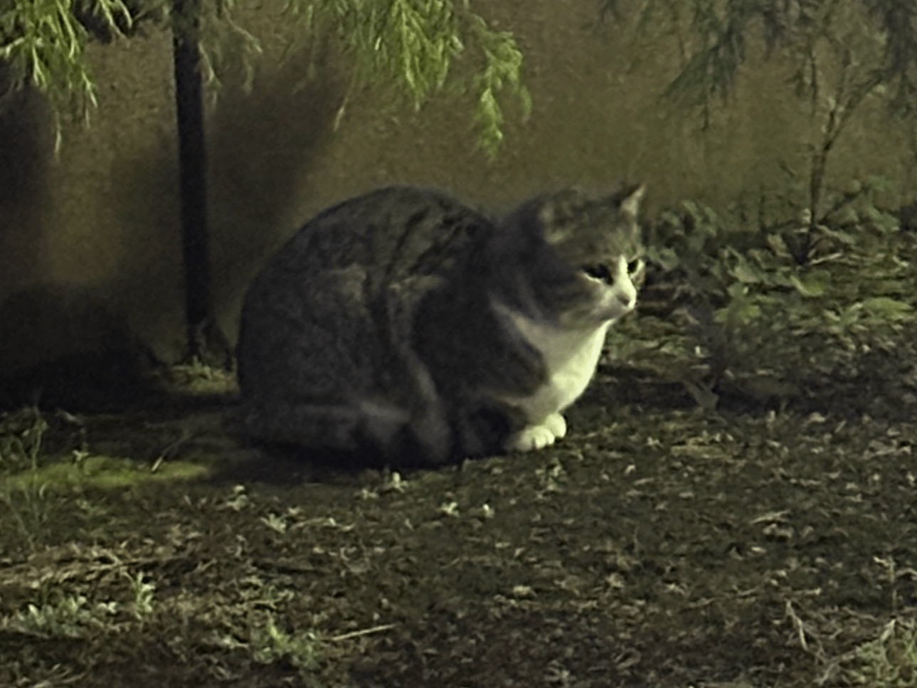 目撃された猫 目撃された猫