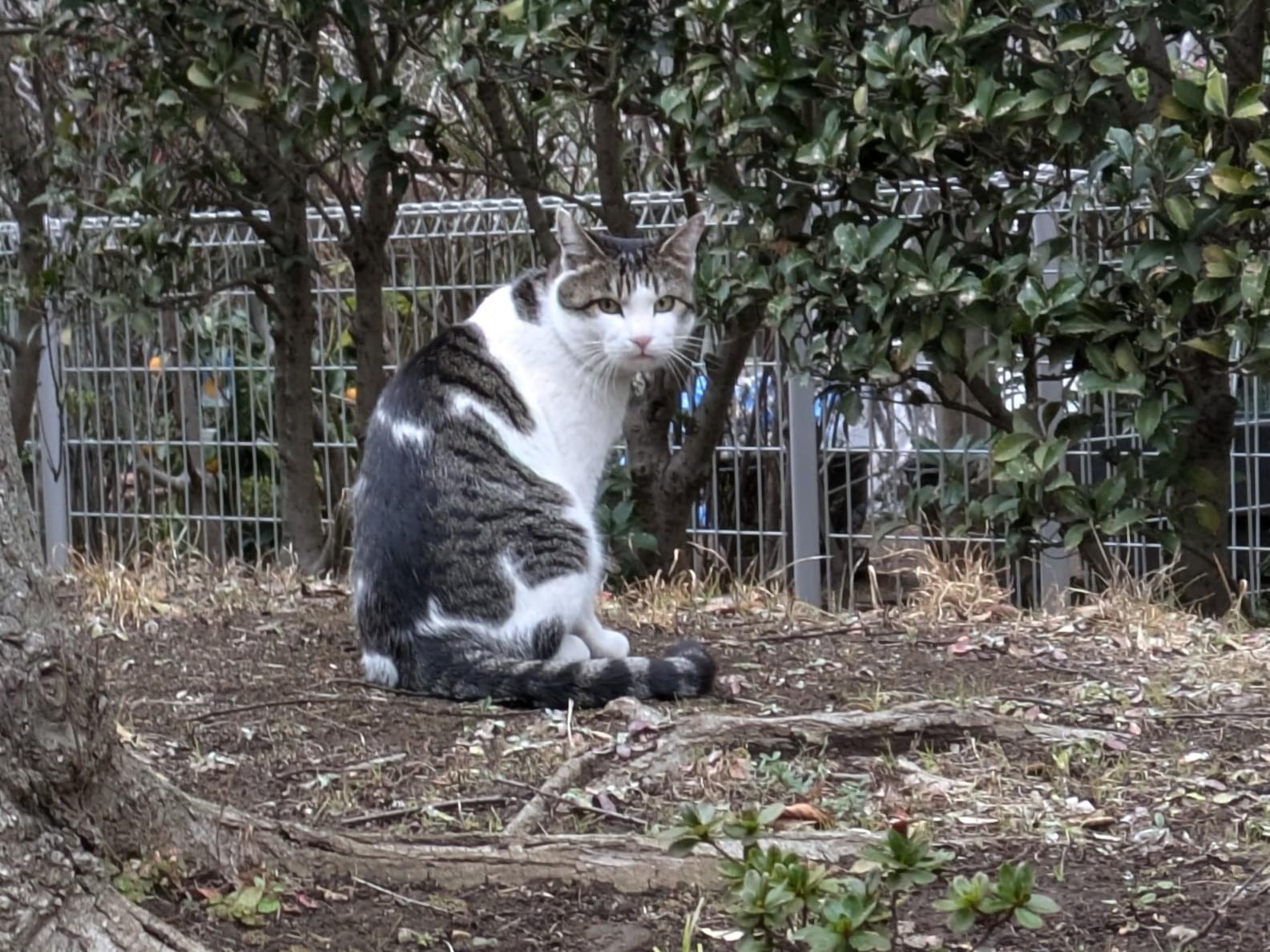 目撃された猫 目撃された猫