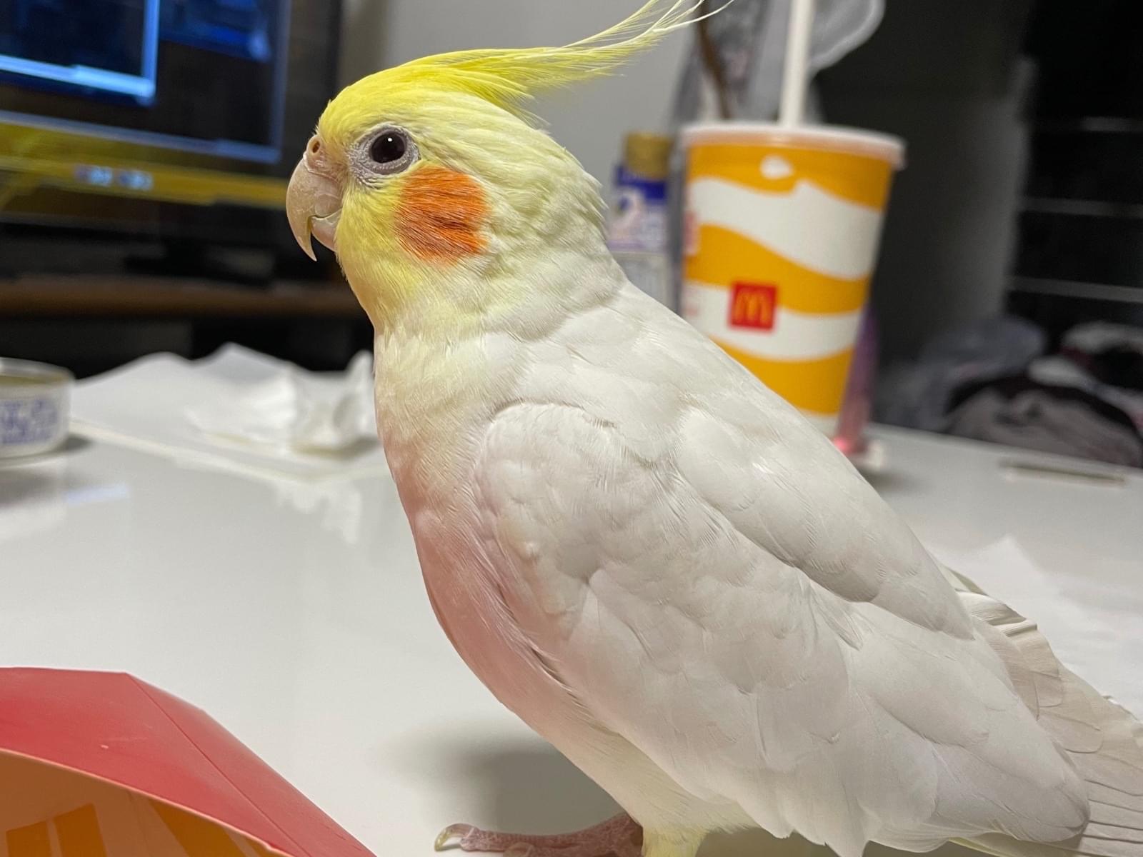 ぷっちゃん ぷっちゃん