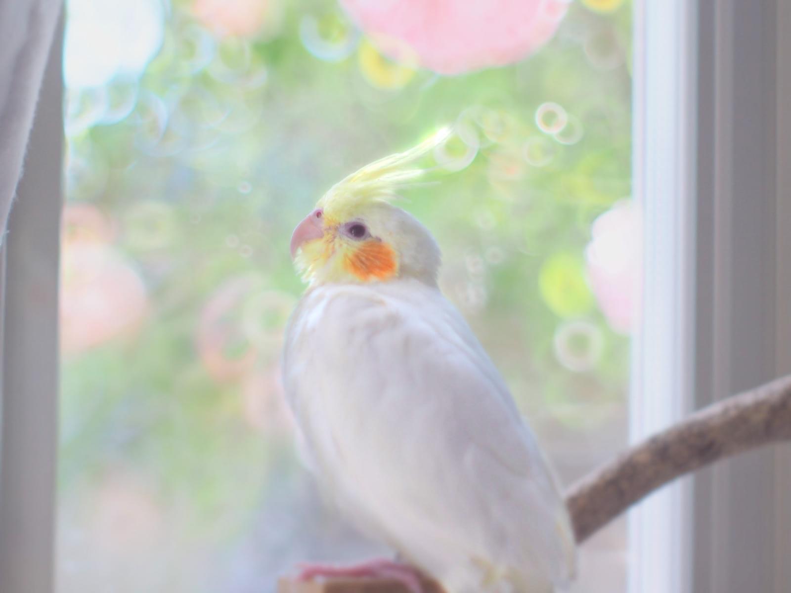 さくらちゃん さくらちゃん