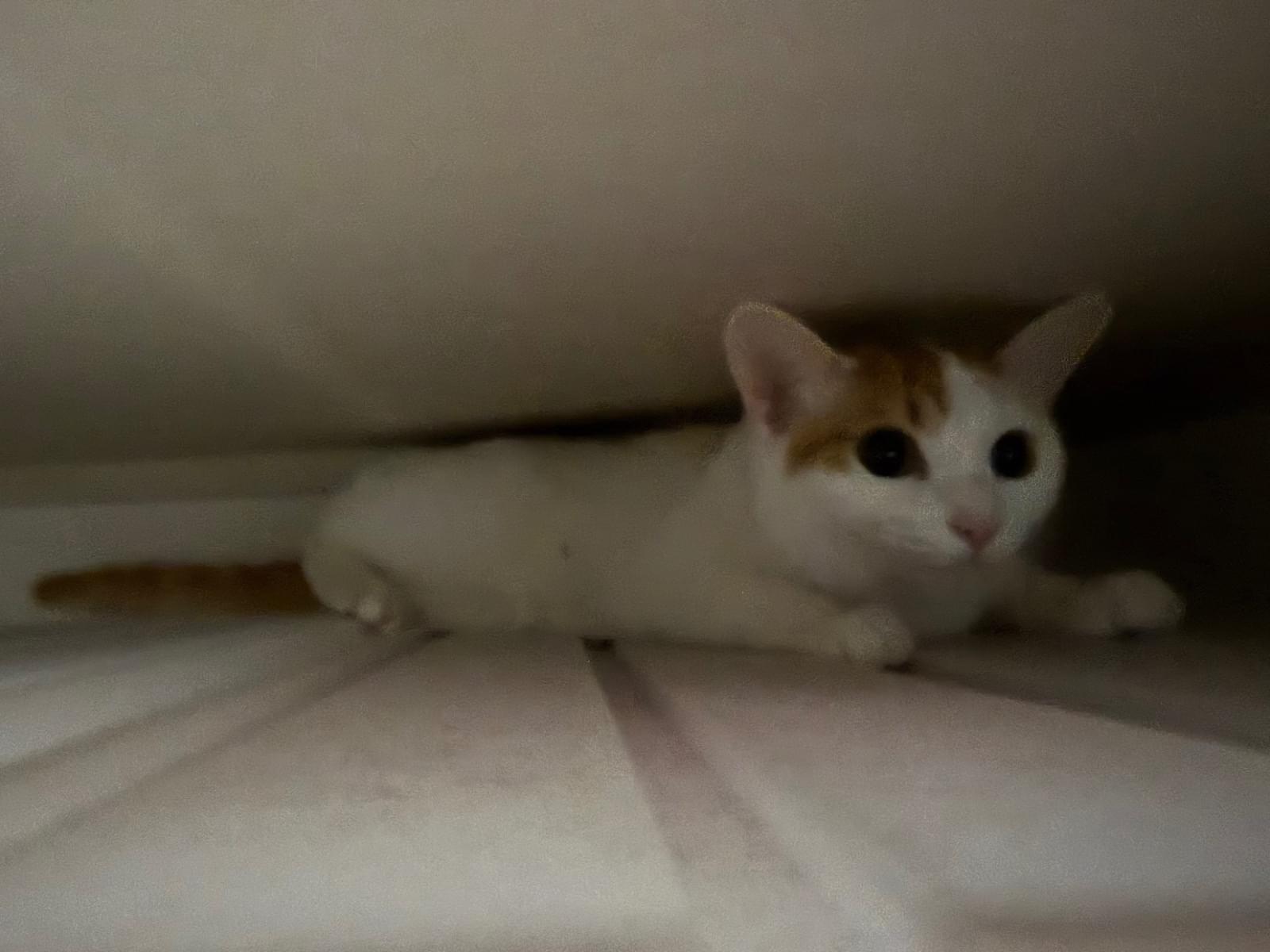 ルッツちゃん
