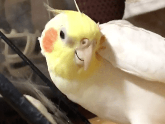 チーコちゃん チーコちゃん
