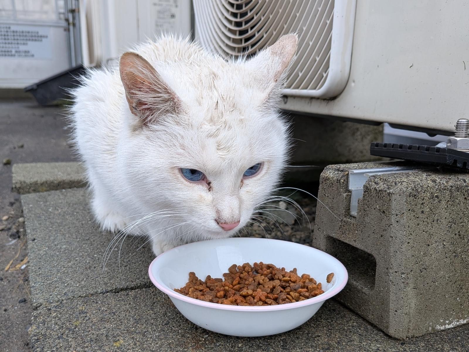 目撃された猫 目撃された猫