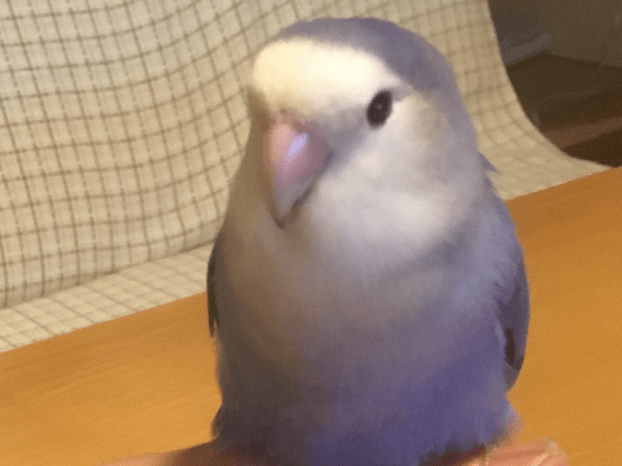 フクちゃん フクちゃん