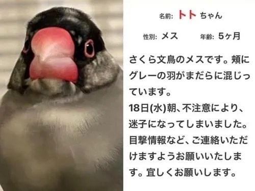 桜文鳥を探しています
