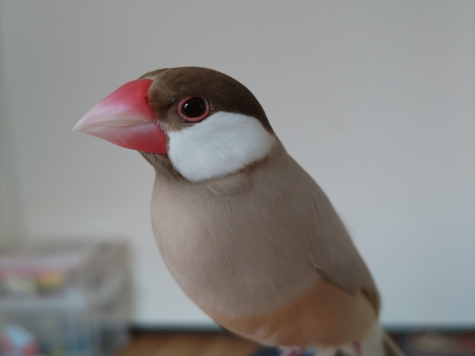 あわちゃん あわちゃん