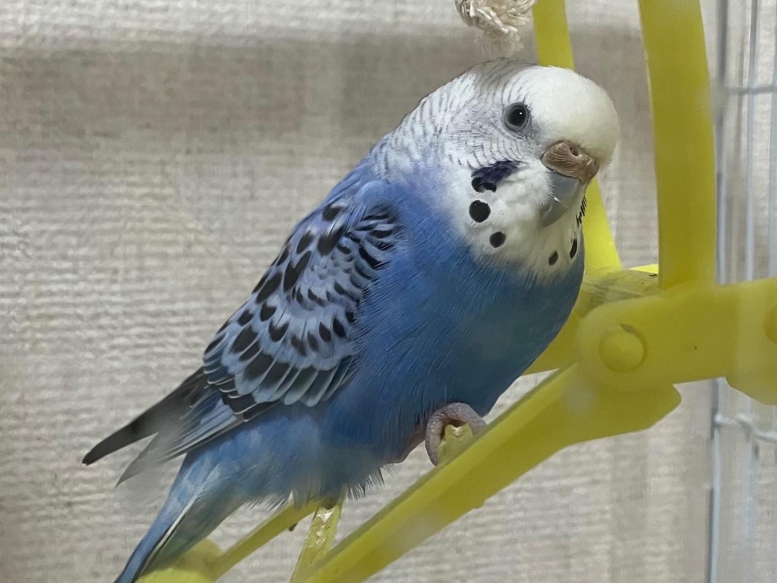 ラムちゃん ラムちゃん