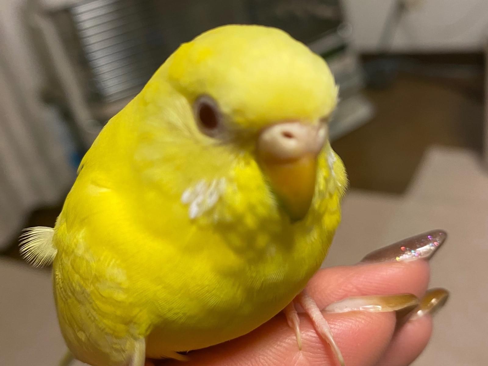 ぴっぴちゃん ぴっぴちゃん